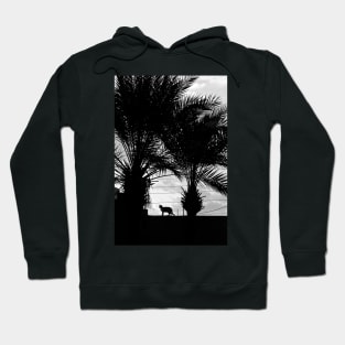 Maroc - Chat de Marrakech Hoodie